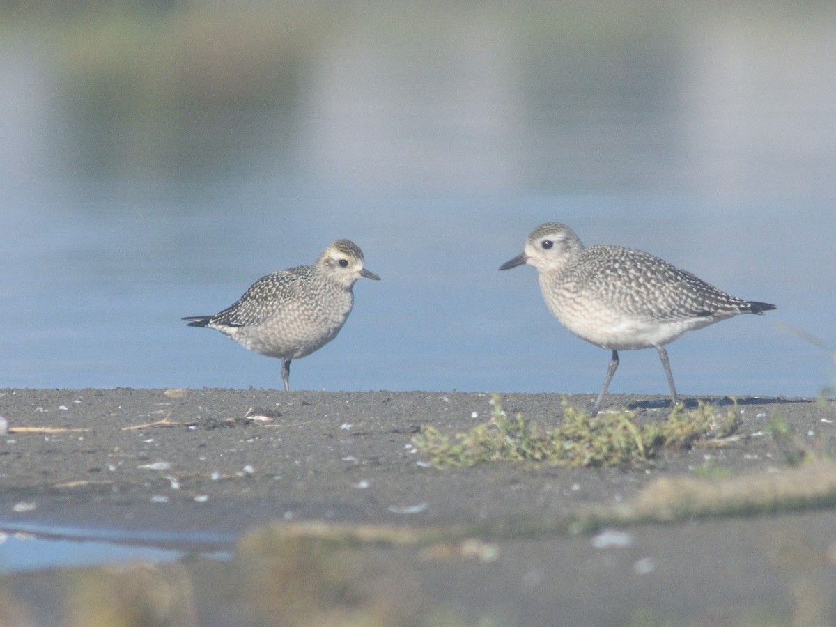 American Golden-Plover - ML623998333