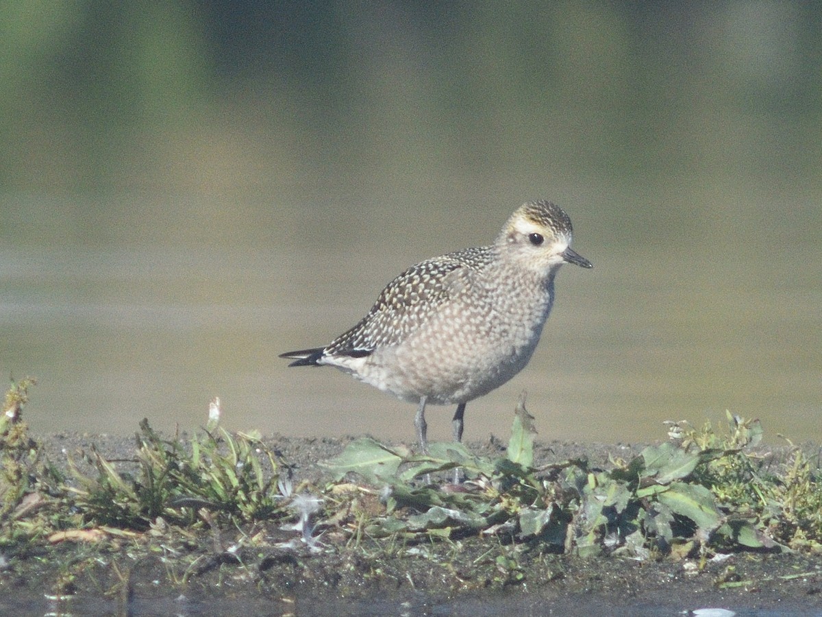 American Golden-Plover - ML623998334