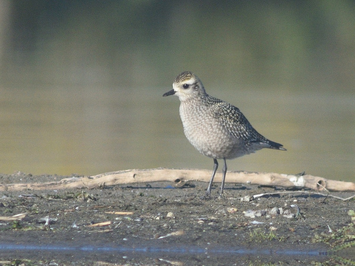 American Golden-Plover - ML623998335