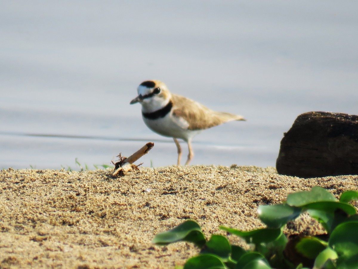 Collared Plover - ML623998339