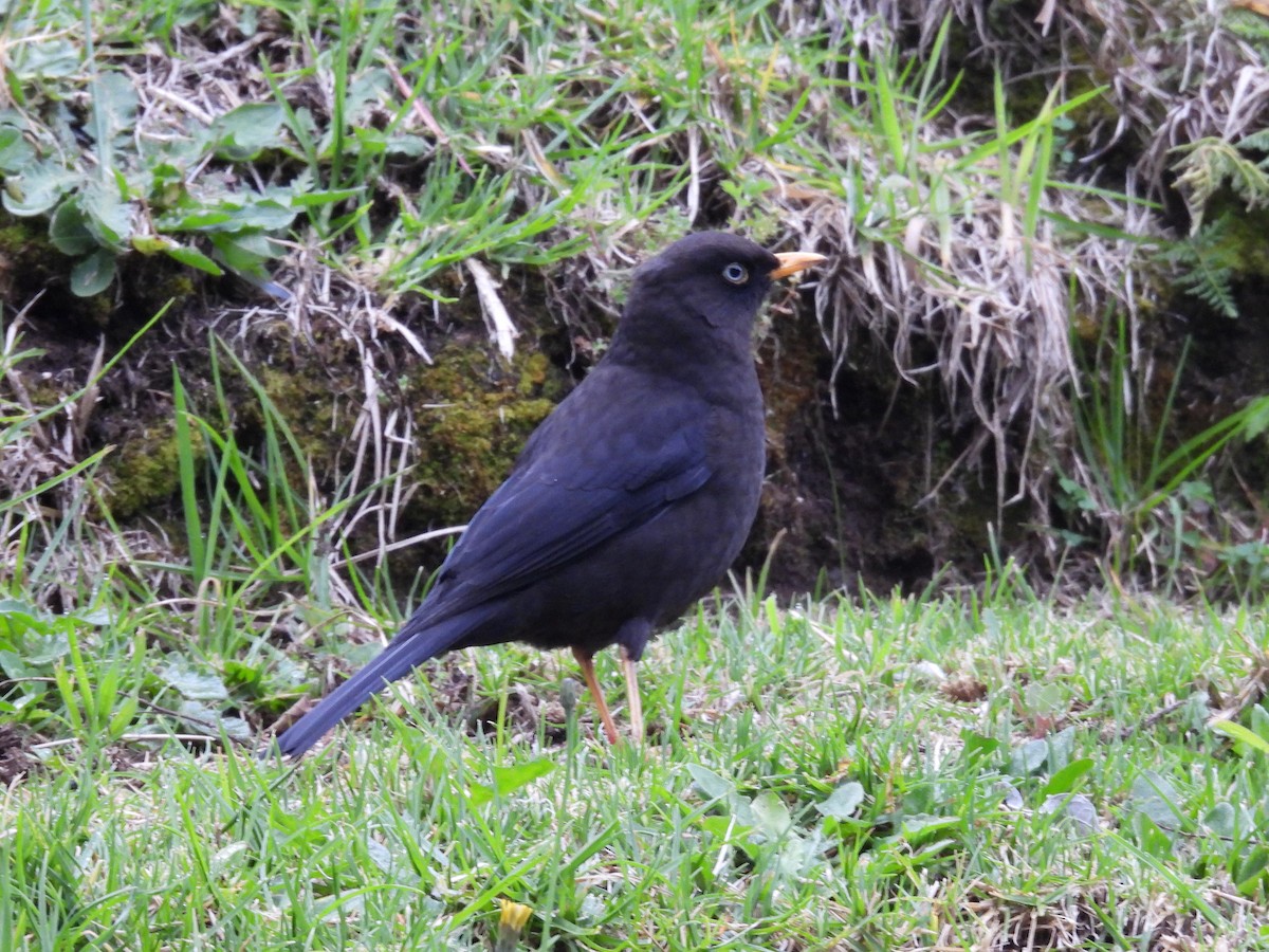 Sooty Thrush - ML623998345