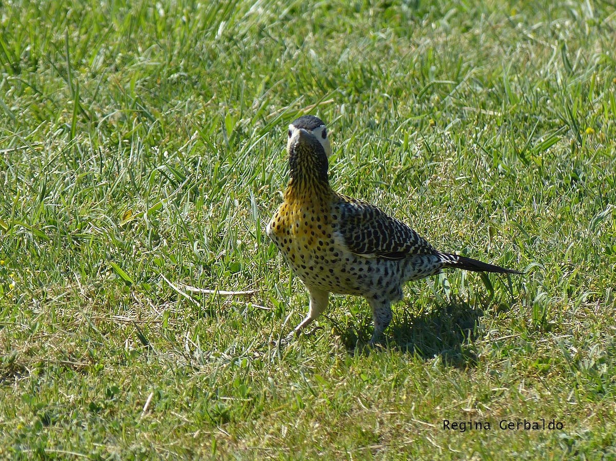 Green-barred Woodpecker - regina gerbaldo