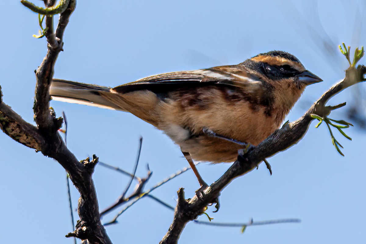 Cinnamon Warbling Finch - ML623998368