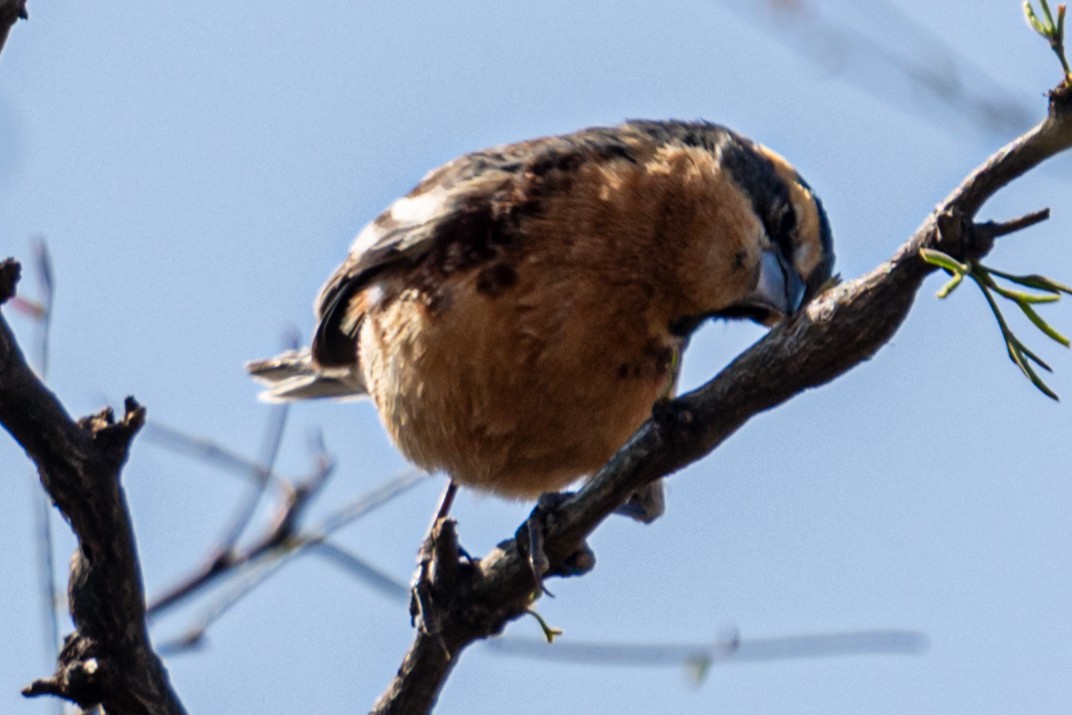 Cinnamon Warbling Finch - ML623998372