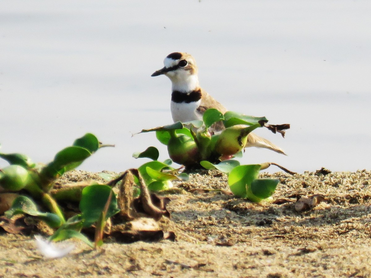 Collared Plover - ML623998375