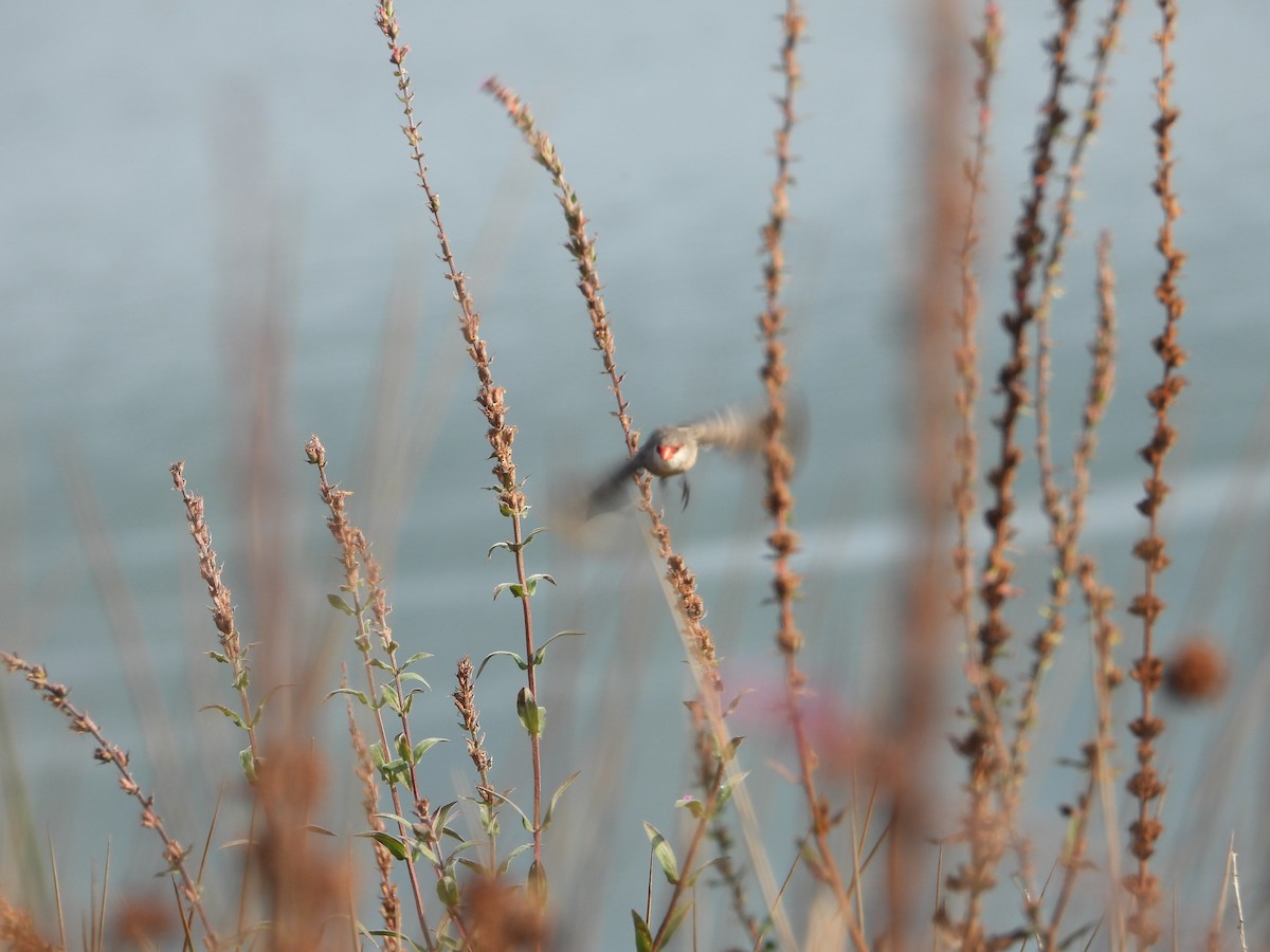 Common Waxbill - ML623998377