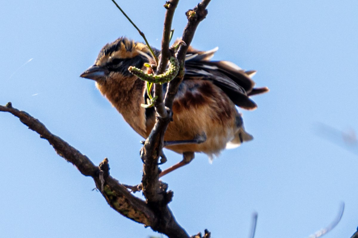 Cinnamon Warbling Finch - ML623998379