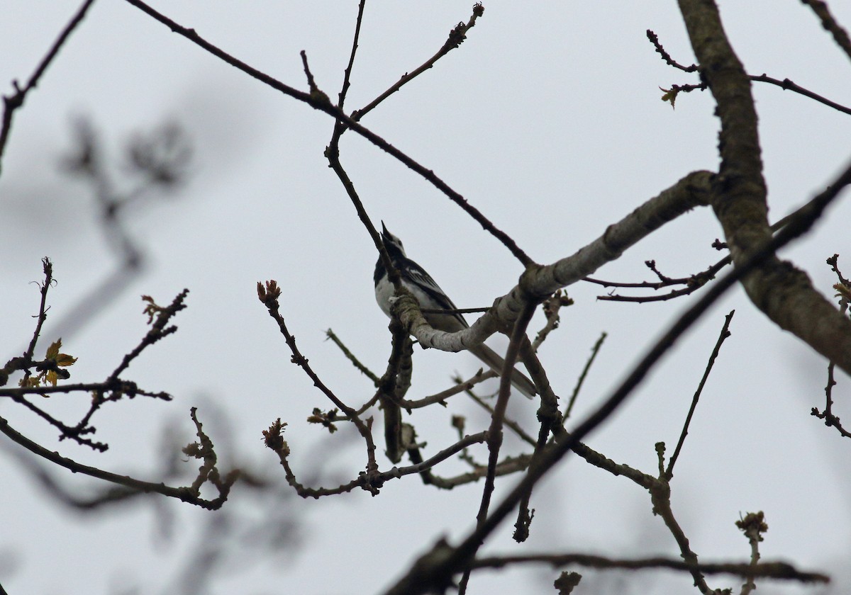 White Wagtail (British) - ML623998390