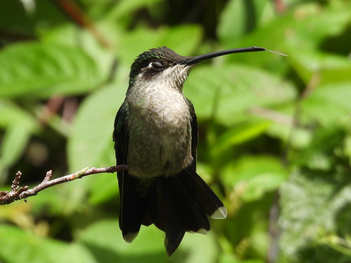 Talamanca Hummingbird - ML623998391