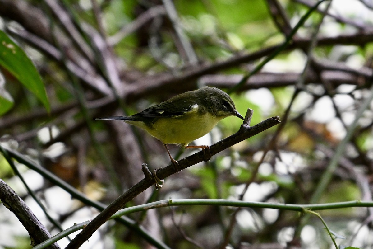 Black-throated Blue Warbler - ML623998404