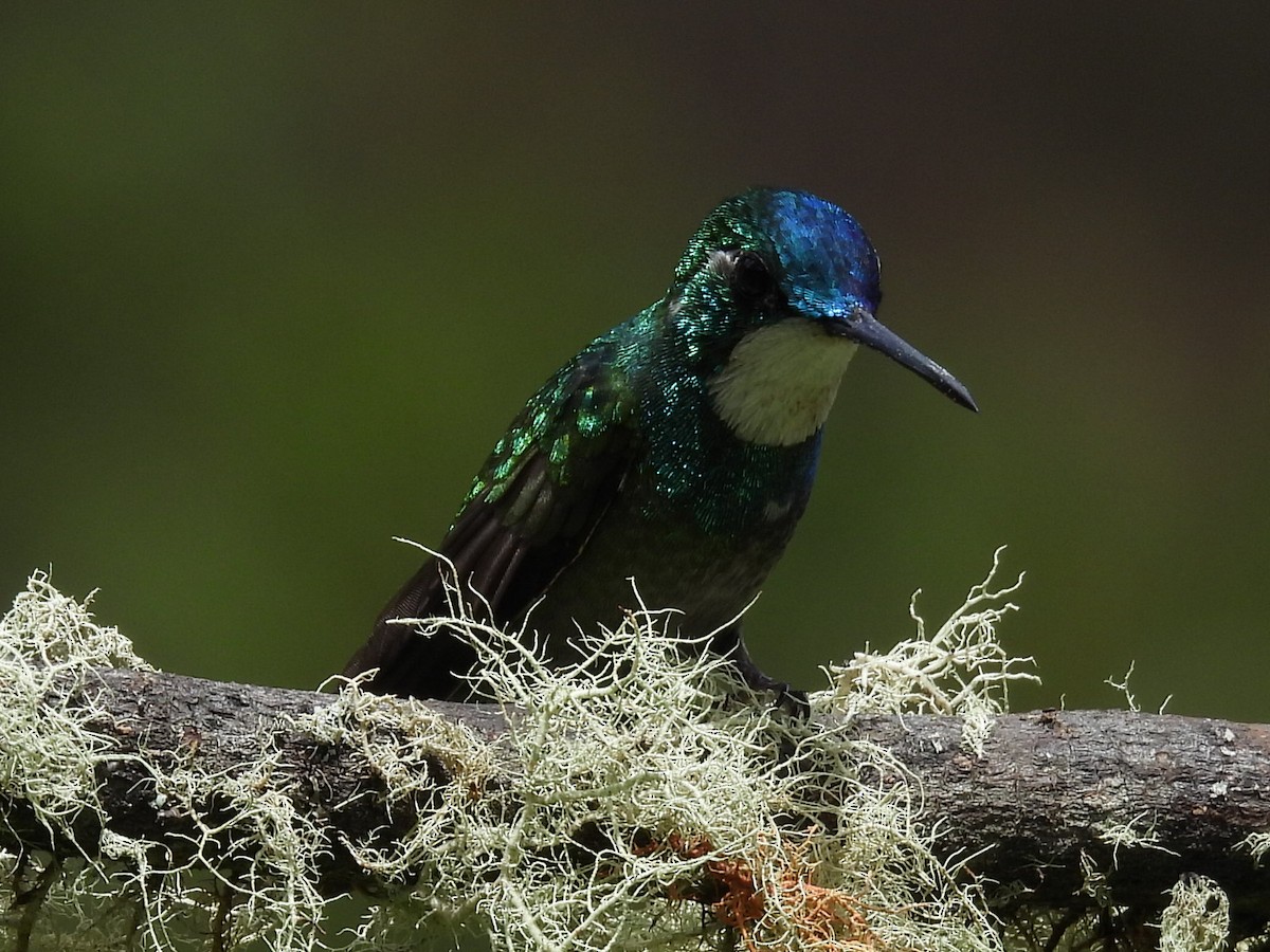 White-throated Mountain-gem - ML623998441