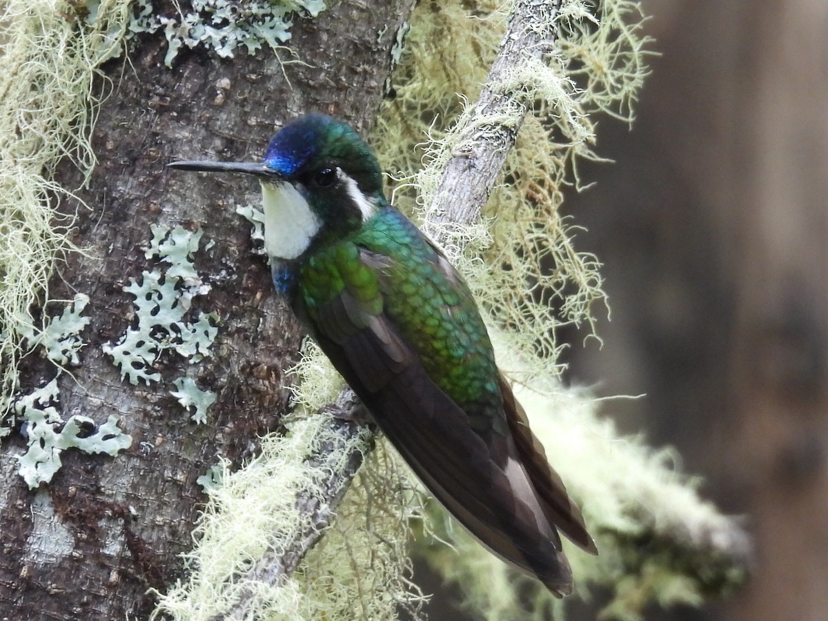 White-throated Mountain-gem - ML623998443