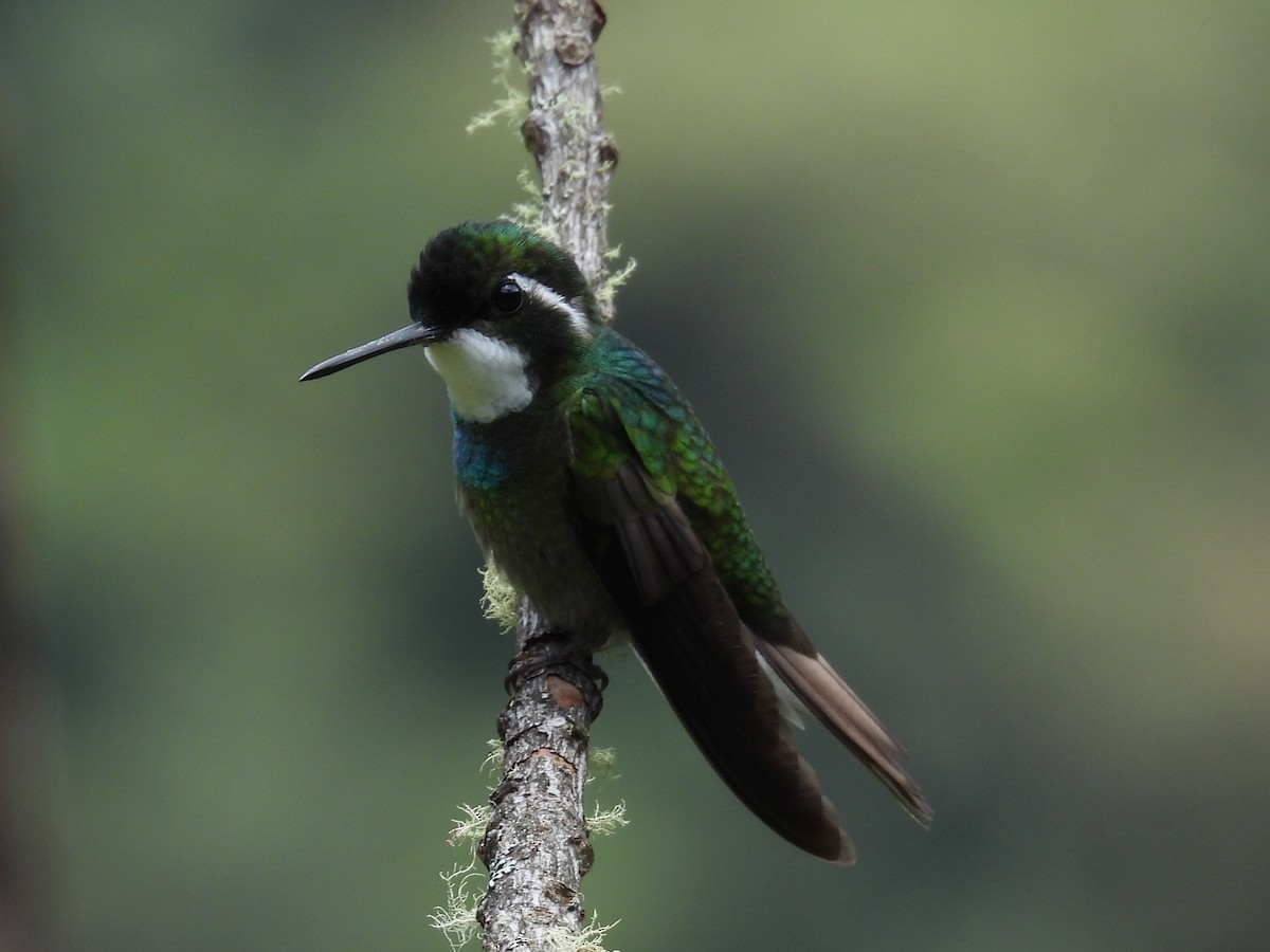 White-throated Mountain-gem - ML623998444