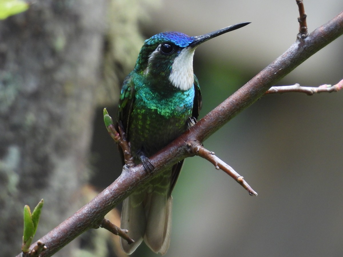 White-throated Mountain-gem - ML623998445