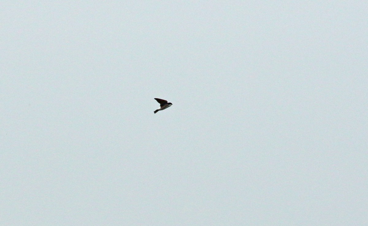 Western House-Martin - ML623998471