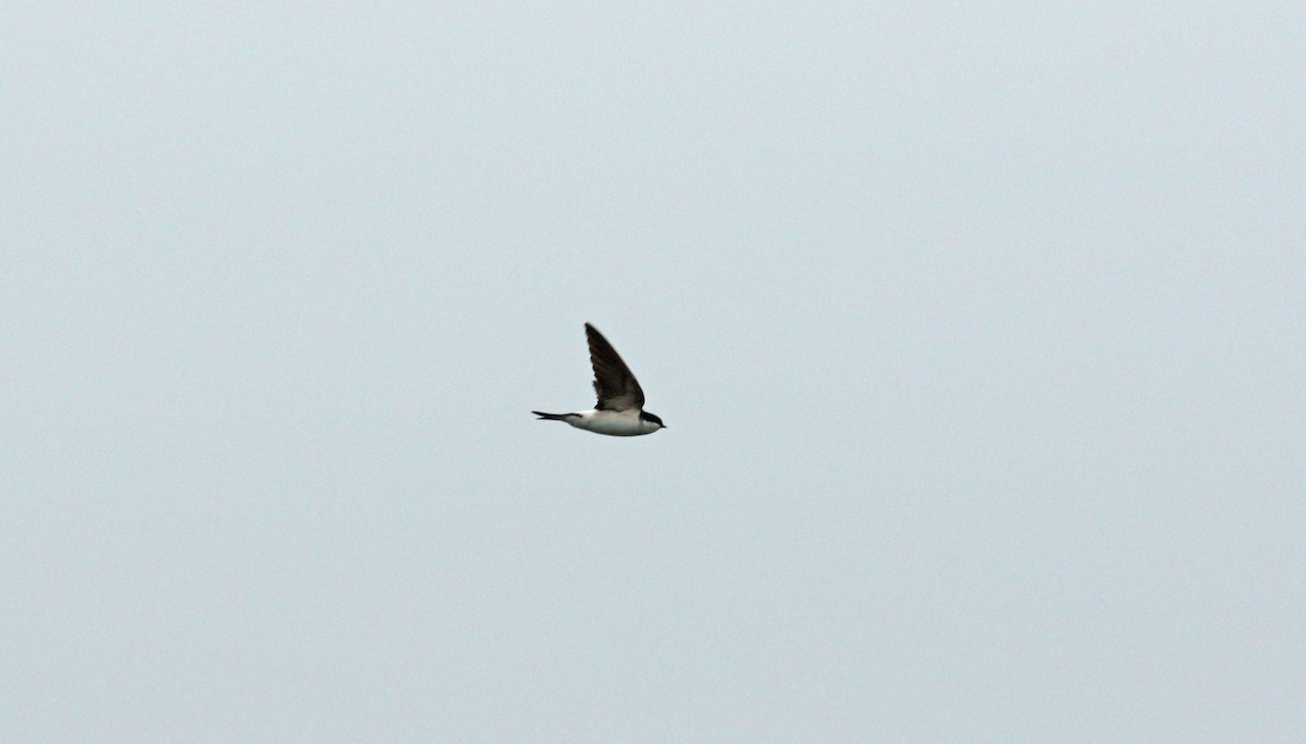 Western House-Martin - ML623998475