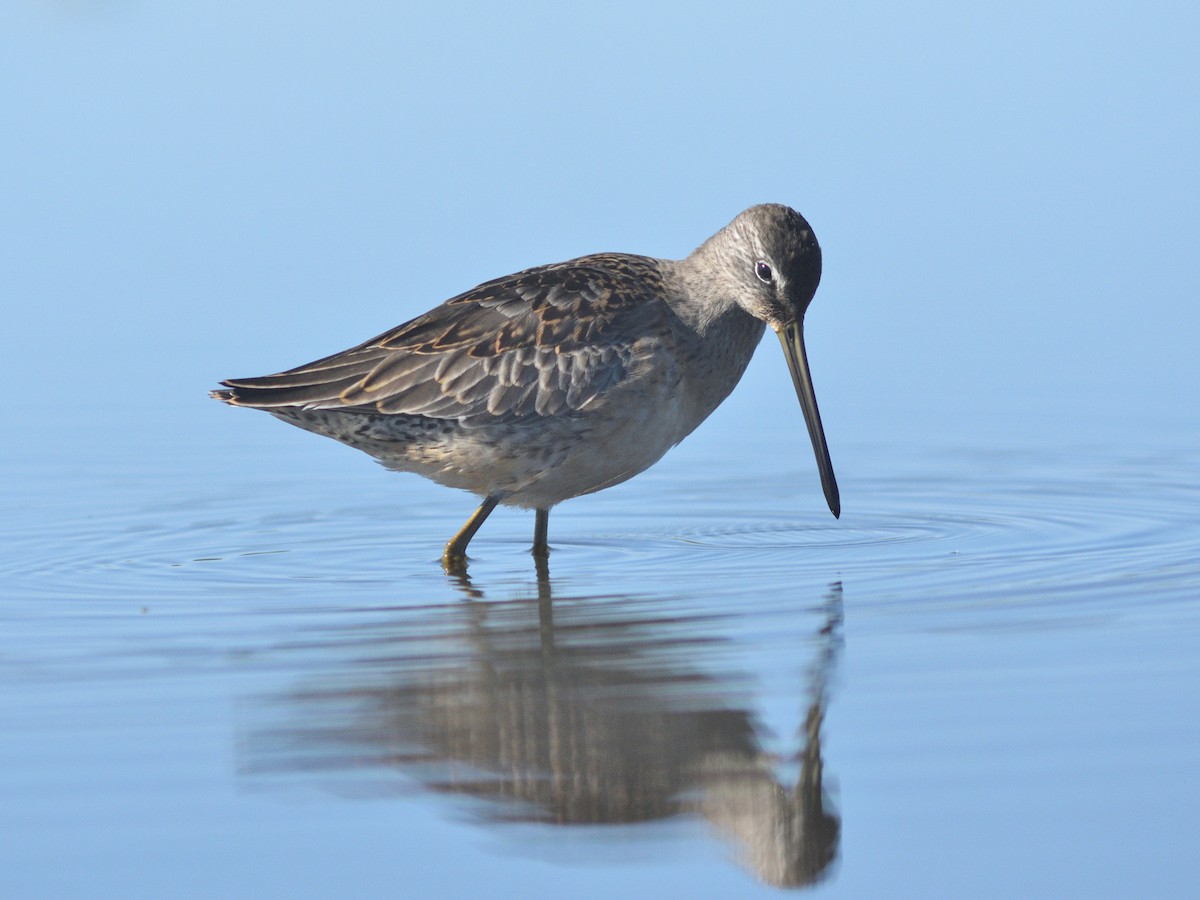 Long-billed Dowitcher - ML623998477