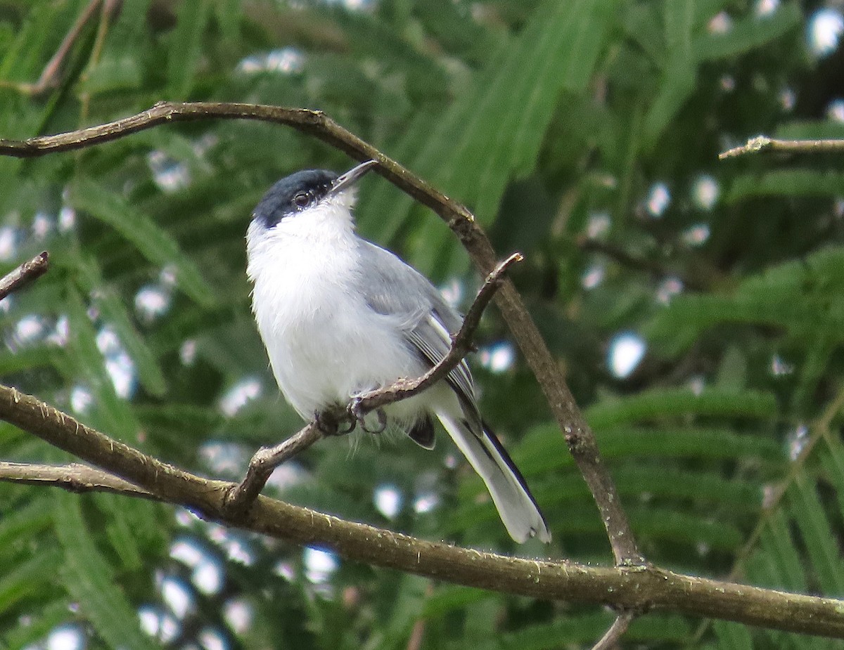 White-lored Gnatcatcher - ML623998482