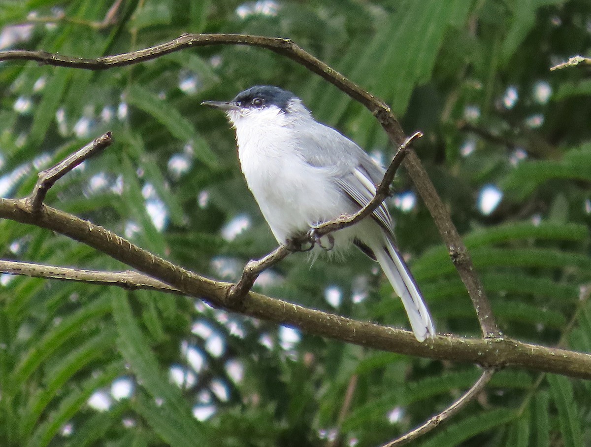 White-lored Gnatcatcher - ML623998483