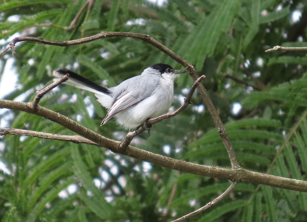 White-lored Gnatcatcher - ML623998484