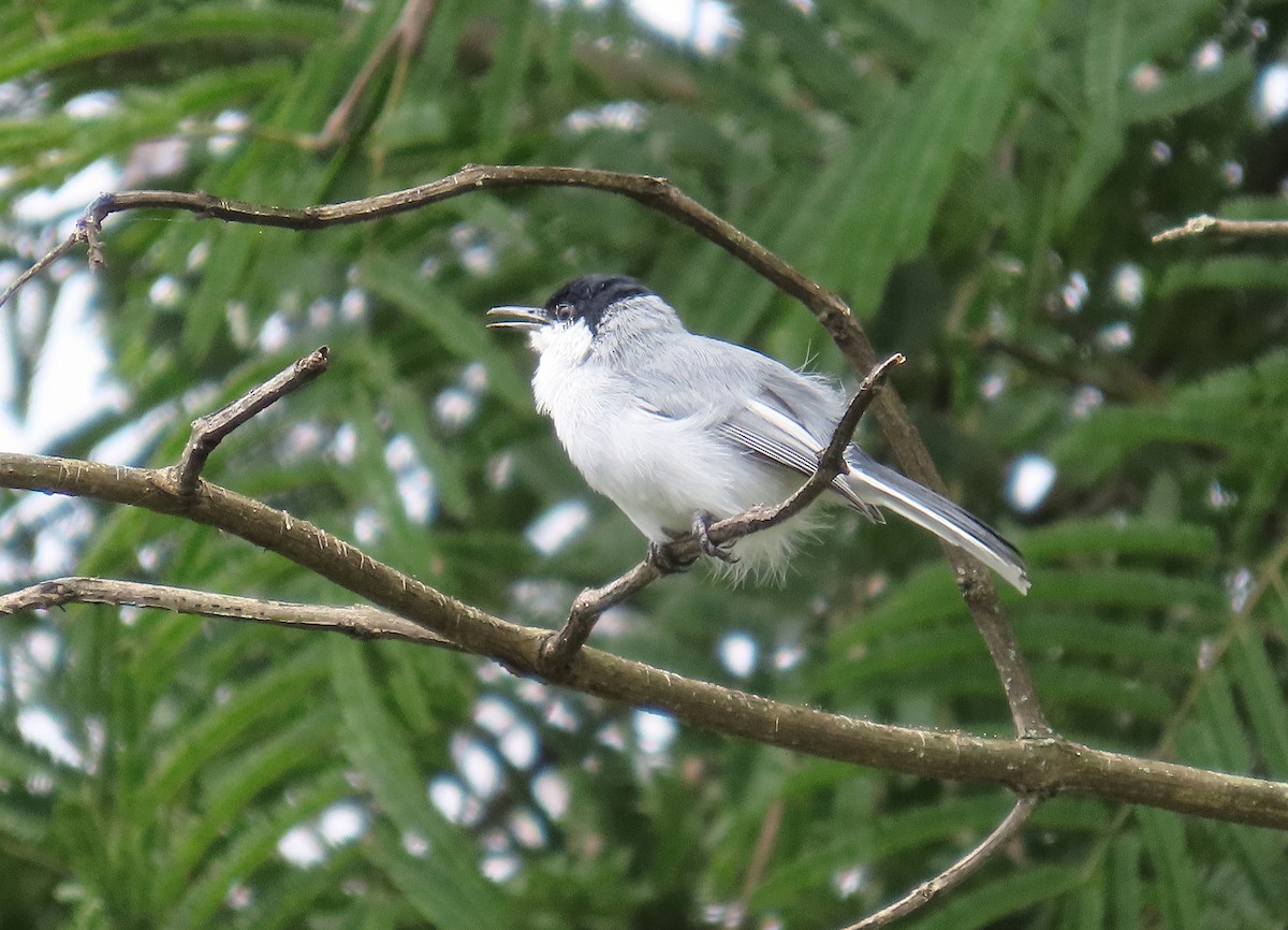 White-lored Gnatcatcher - ML623998485