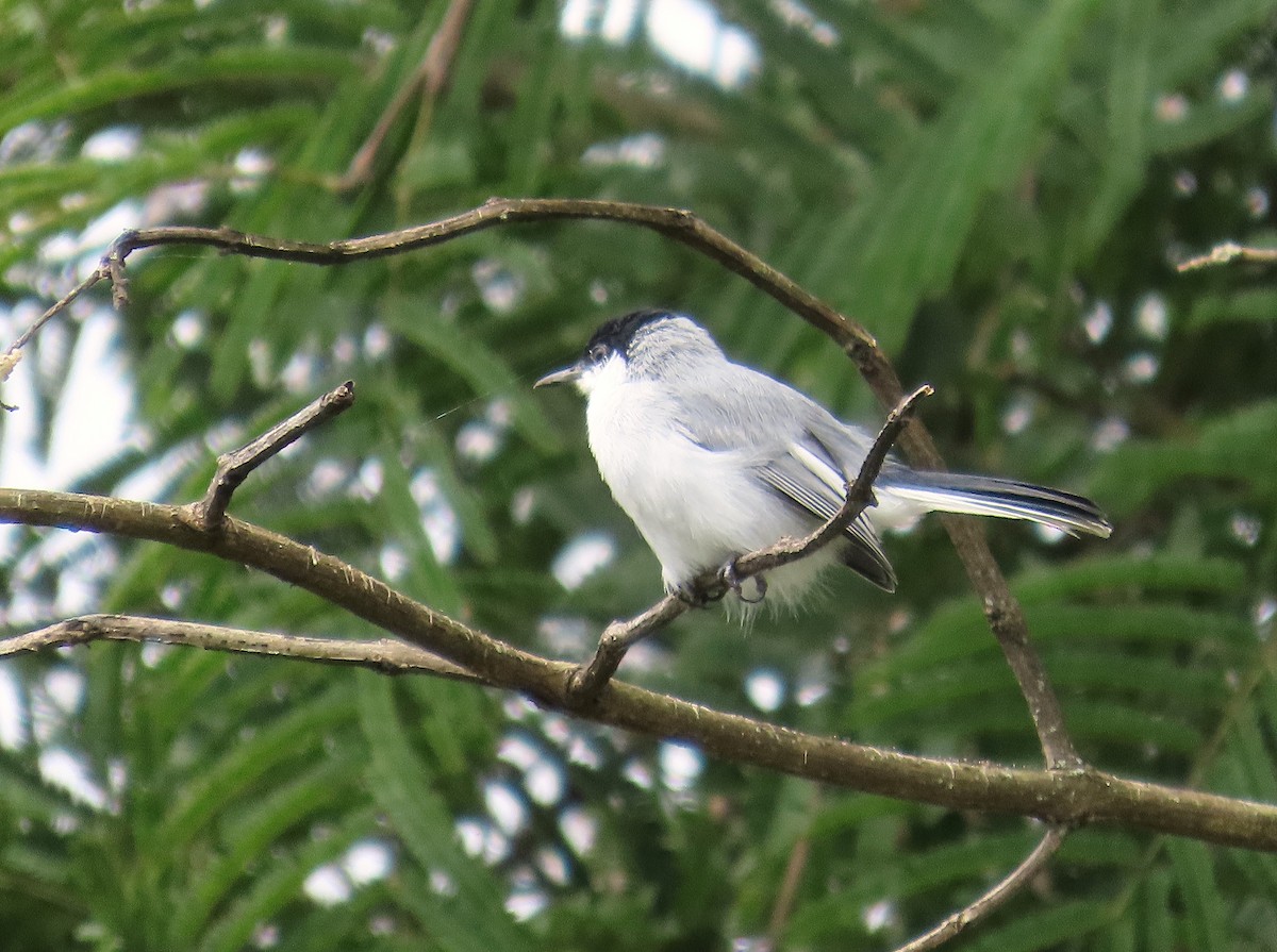 White-lored Gnatcatcher - ML623998486