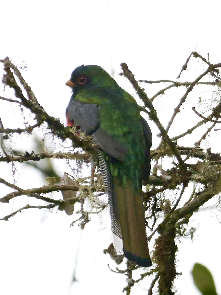 Trogon masqué - ML623998493