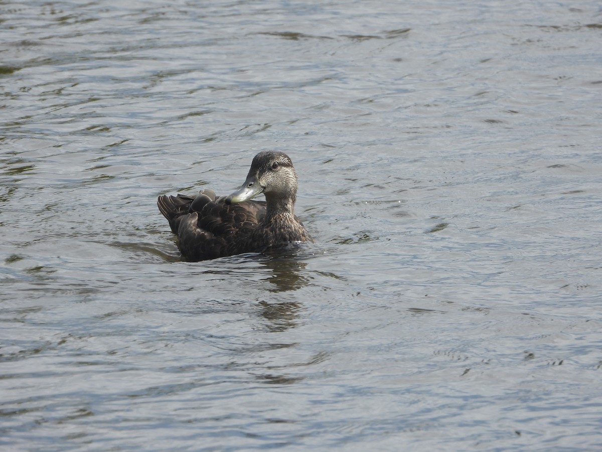 American Black Duck - Serge Benoit