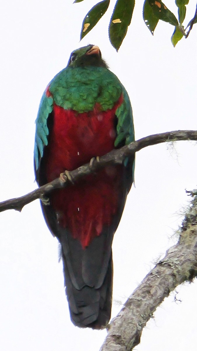 Golden-headed Quetzal - ML623998504