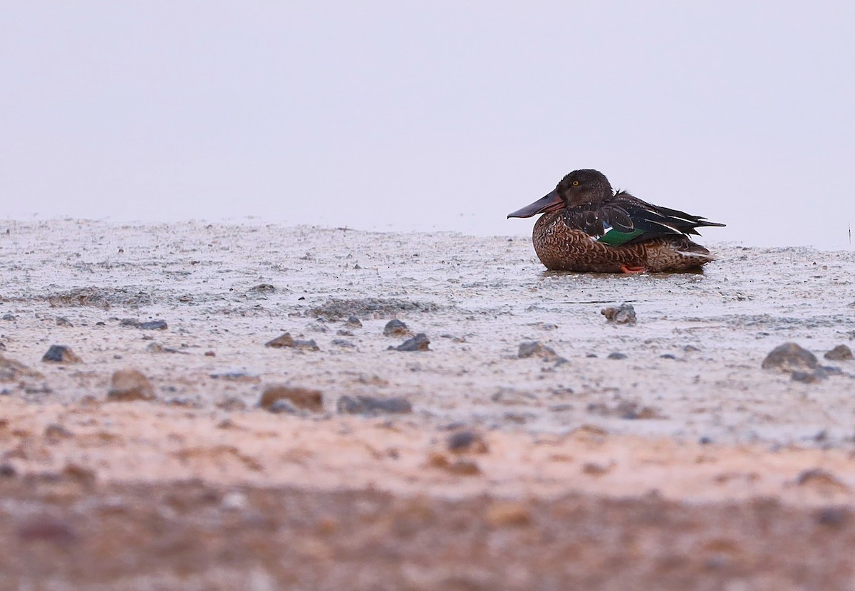 Northern Shoveler - ML623998519