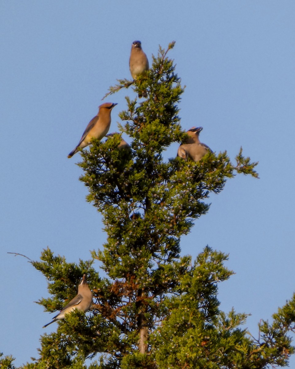 Cedar Waxwing - Kathy L. Mock