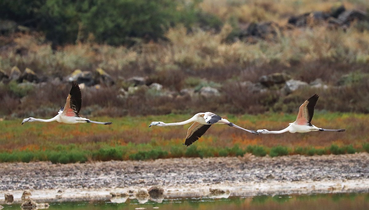 rosenflamingo - ML623998533