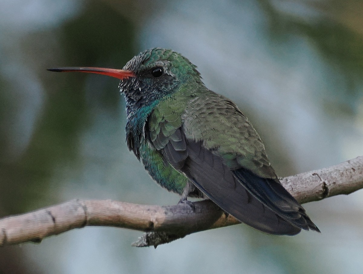 Broad-billed Hummingbird - ML623998545