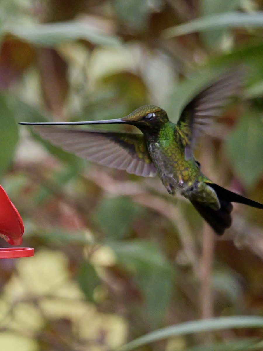 Sword-billed Hummingbird - ML623998550