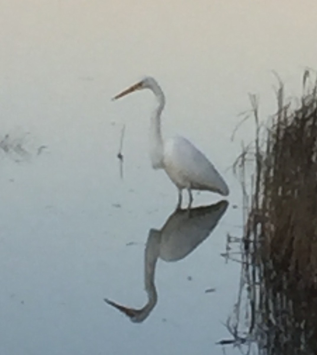 Great Egret - Bev Alexander