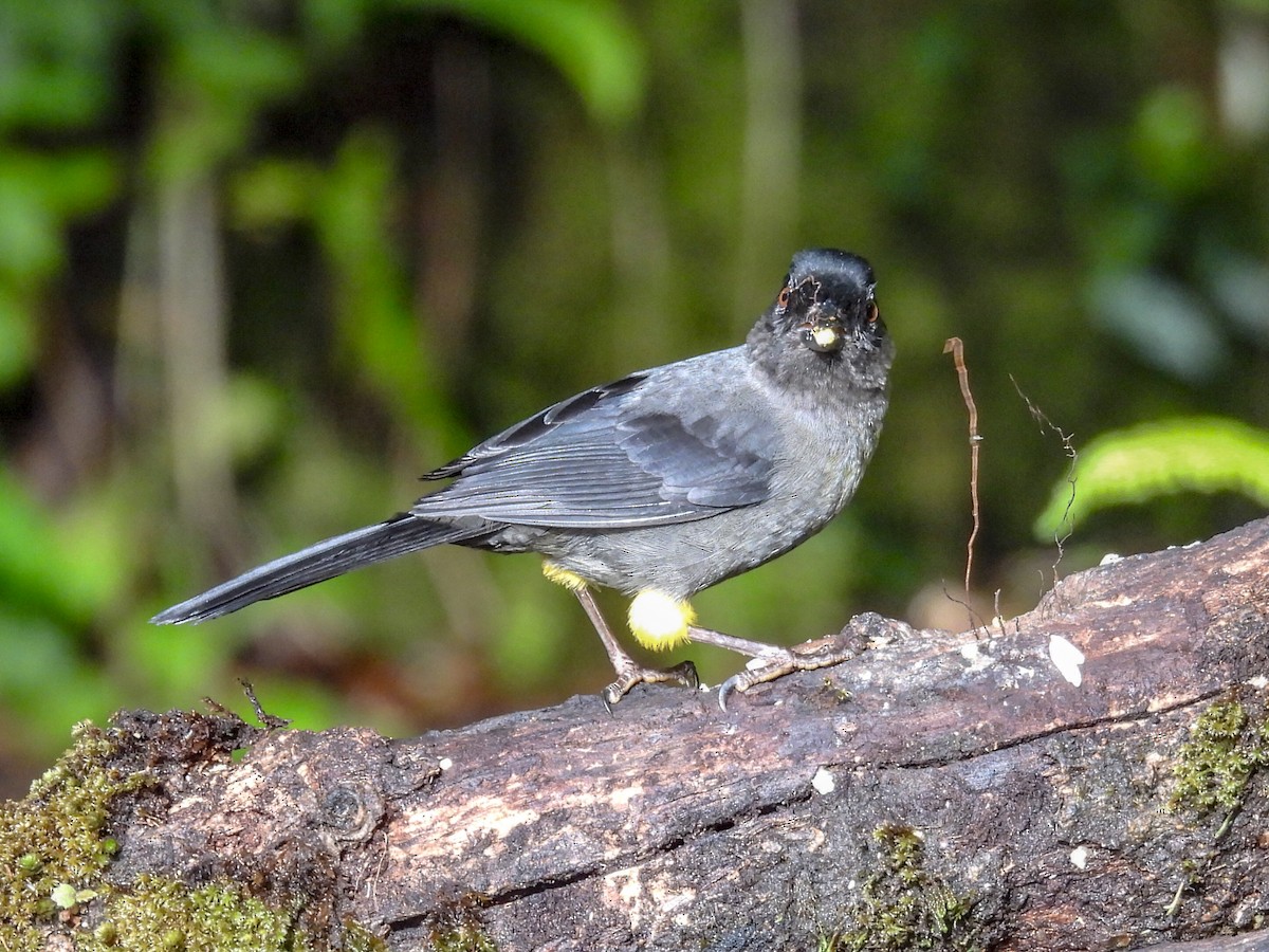 Yellow-thighed Brushfinch - ML623998639