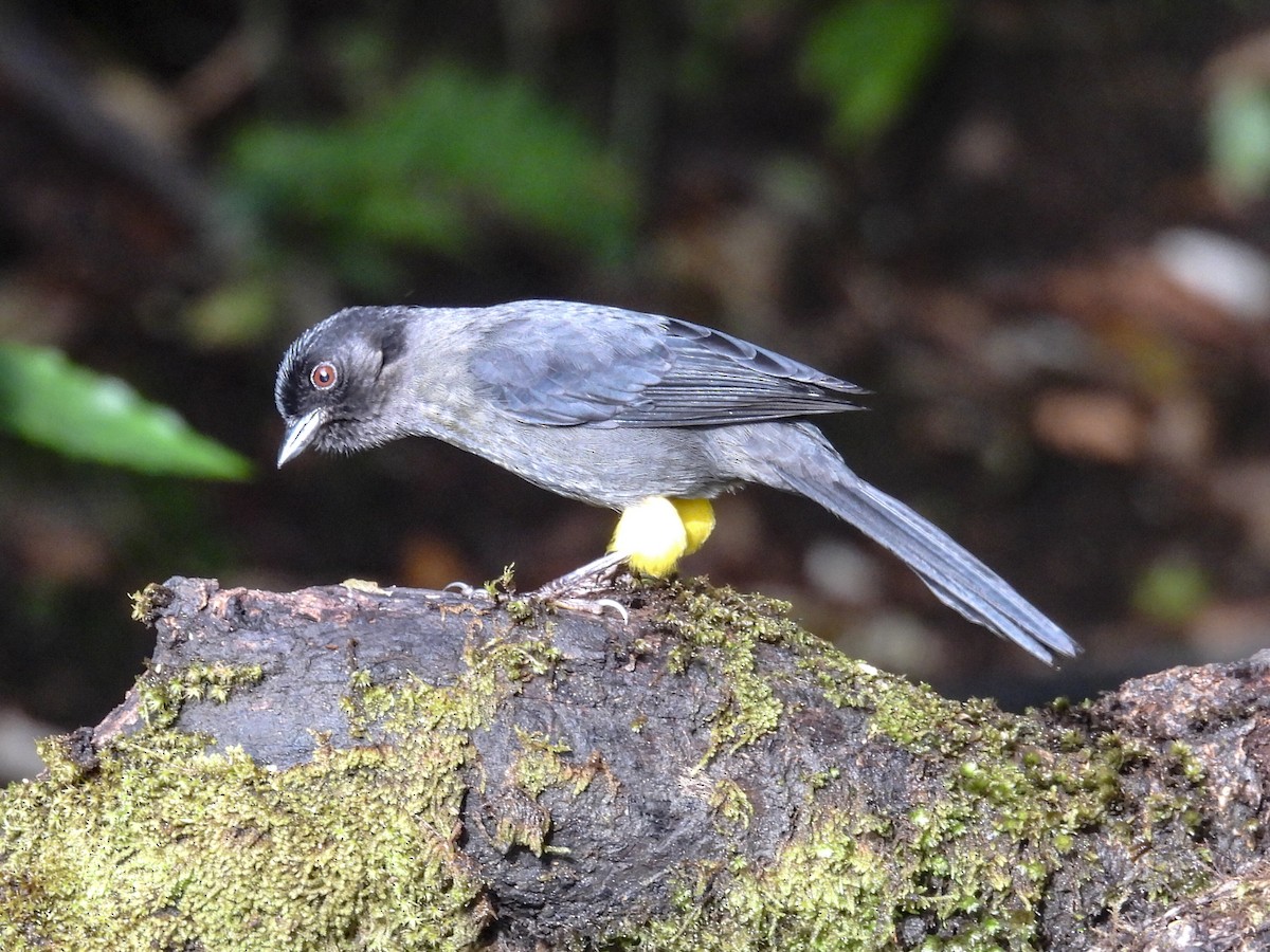 Yellow-thighed Brushfinch - ML623998640