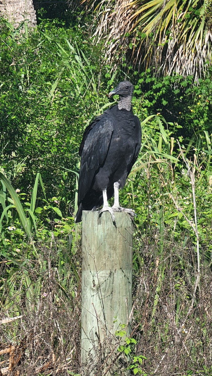 Black Vulture - ML623998648