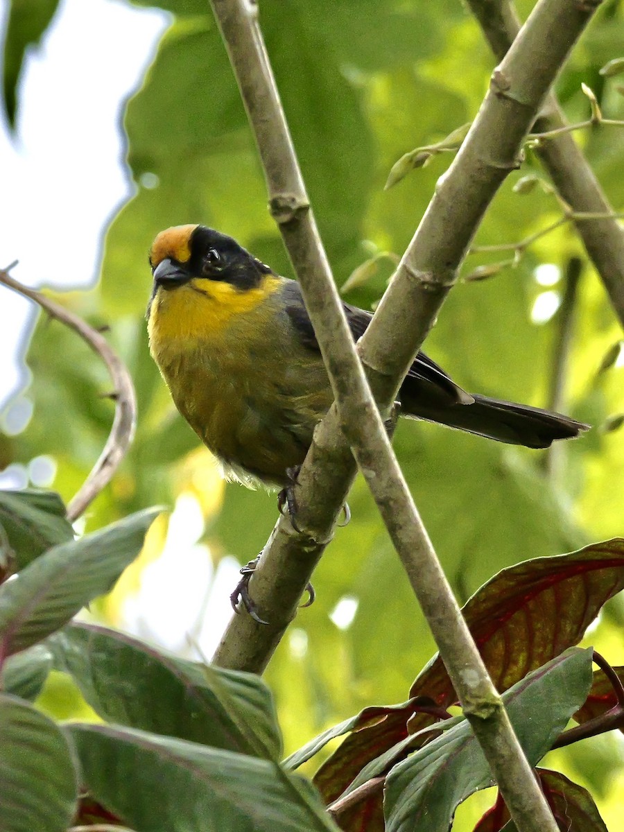 Pale-naped Brushfinch - Valerie Gebert