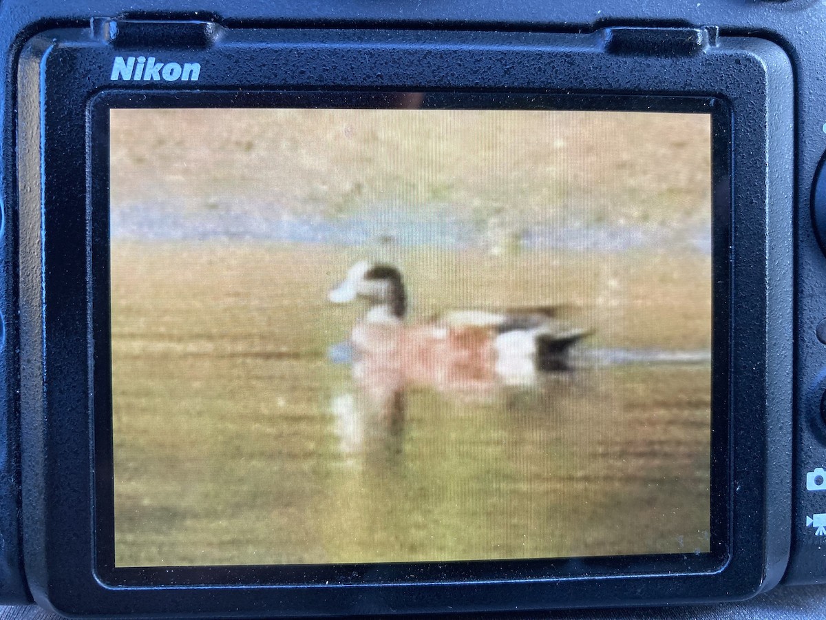 American Wigeon - ML623998656