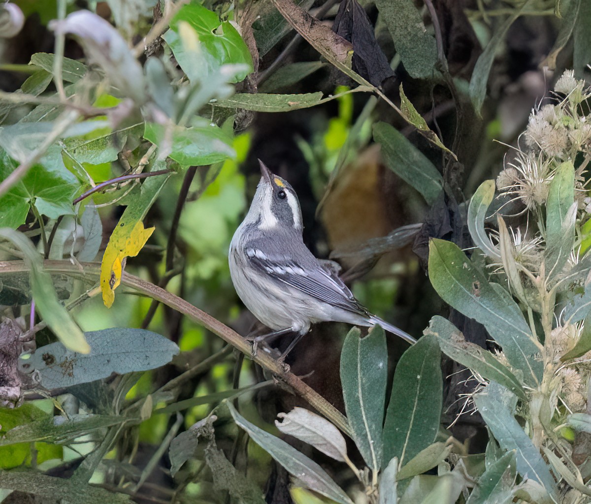 Black-throated Gray Warbler - ML623998674