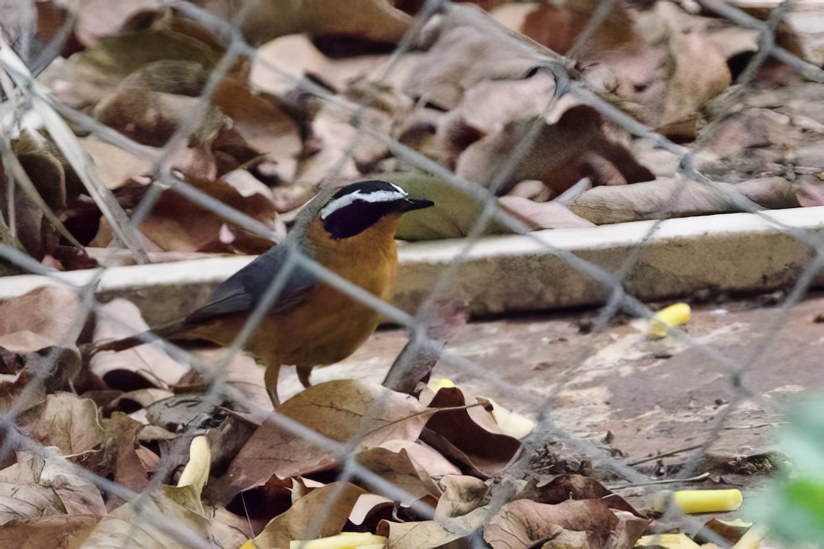 White-browed Robin-Chat - ML623998678