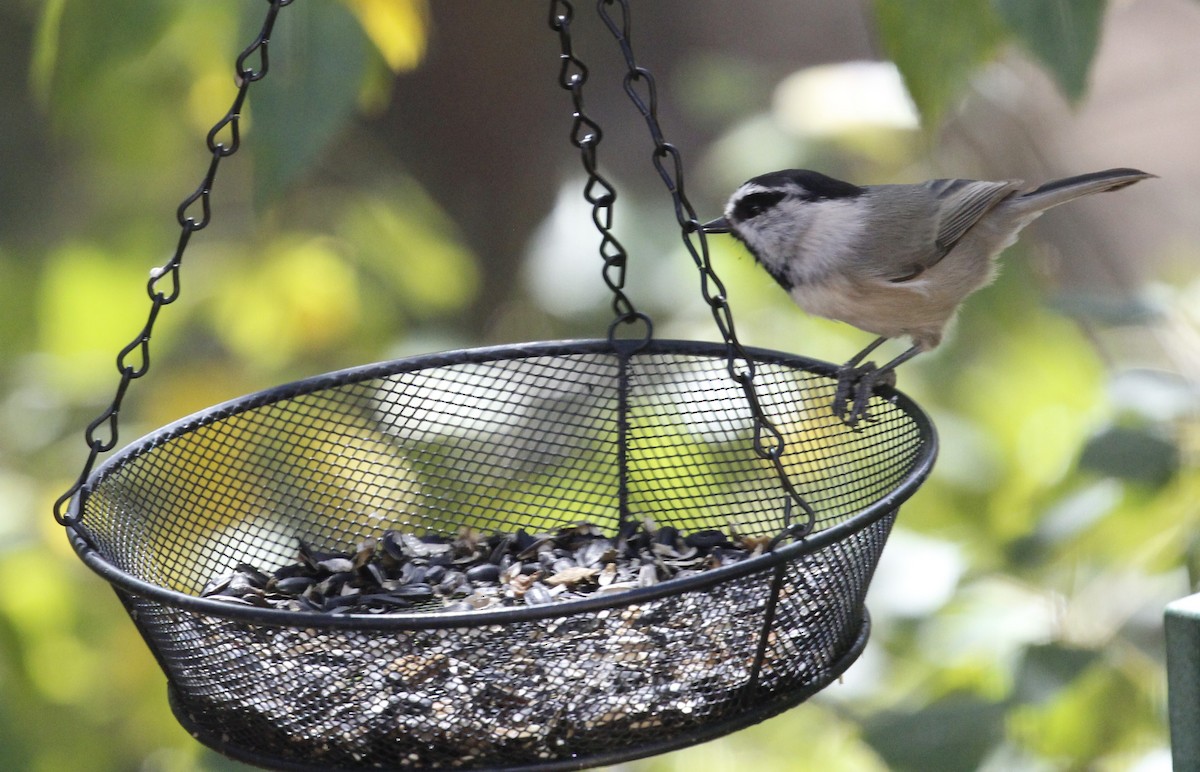 Mountain Chickadee - ML623998679