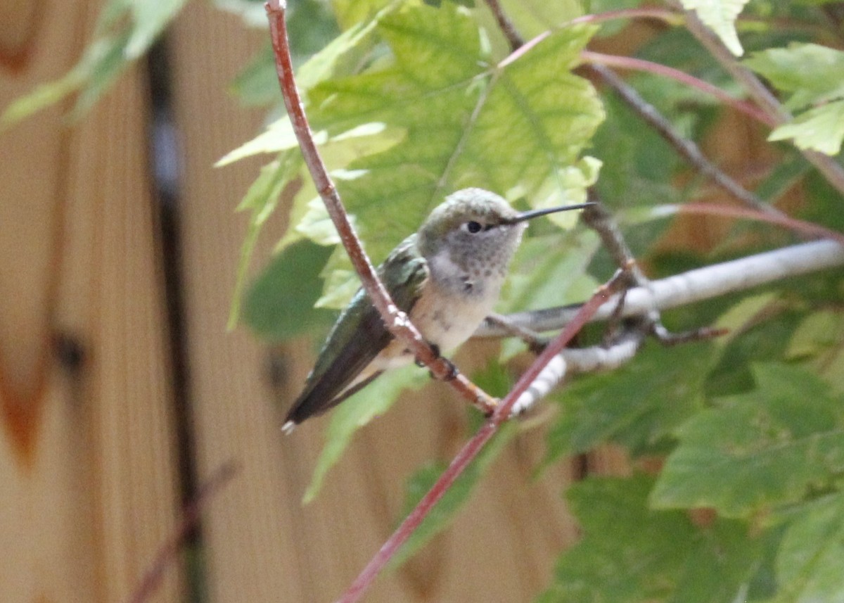 Anna's Hummingbird - Charlie  Bynar