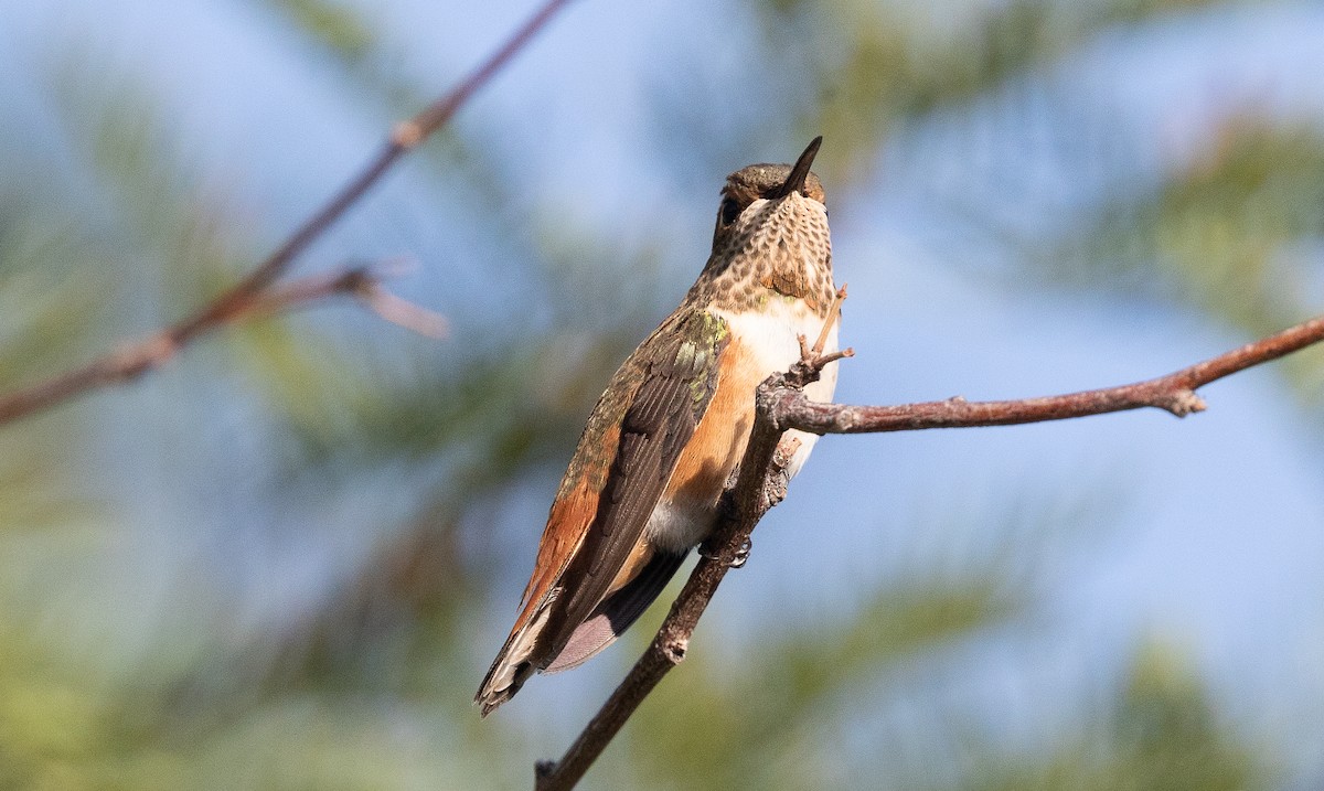 Rufous Hummingbird - ML623998705