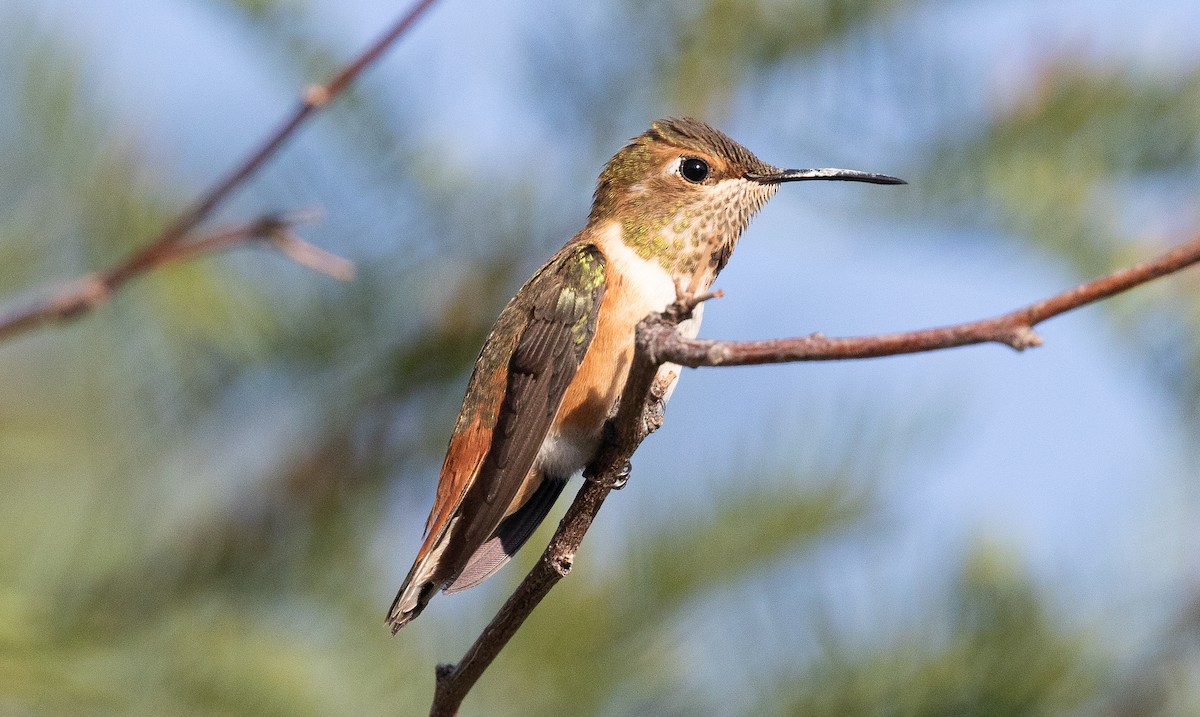 Rufous Hummingbird - ML623998707