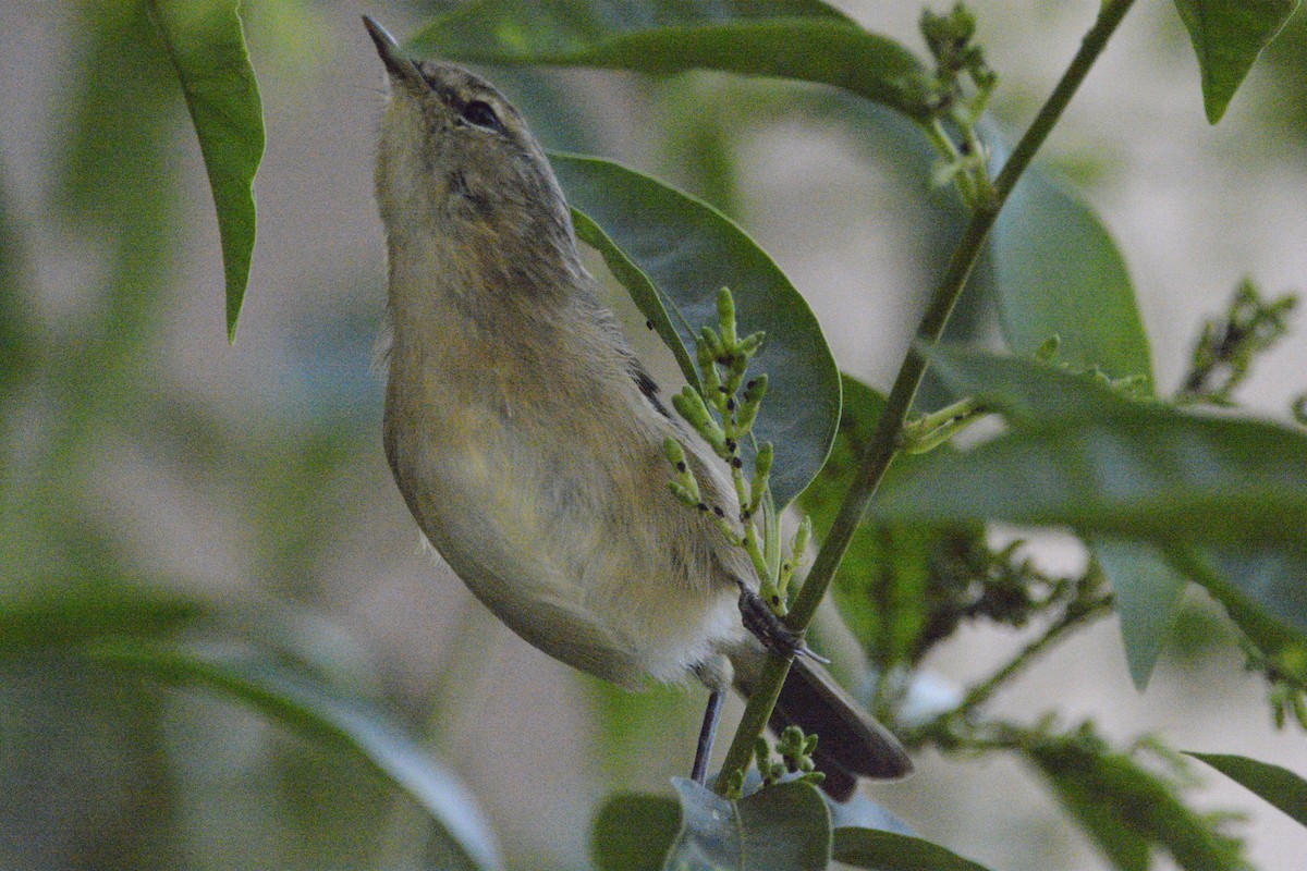 Canary Islands Chiffchaff - Jon Uña