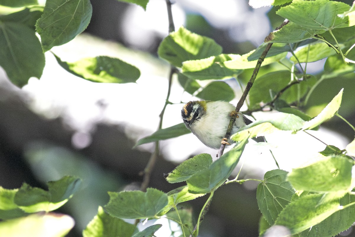 Common Firecrest - ML623998739