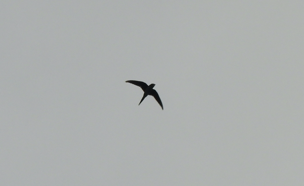 Gray-rumped Treeswift - ML623998748