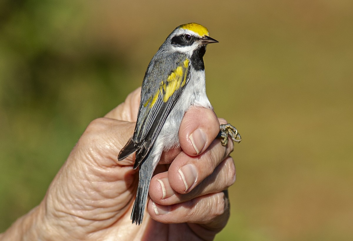 Golden-winged Warbler - ML623998755